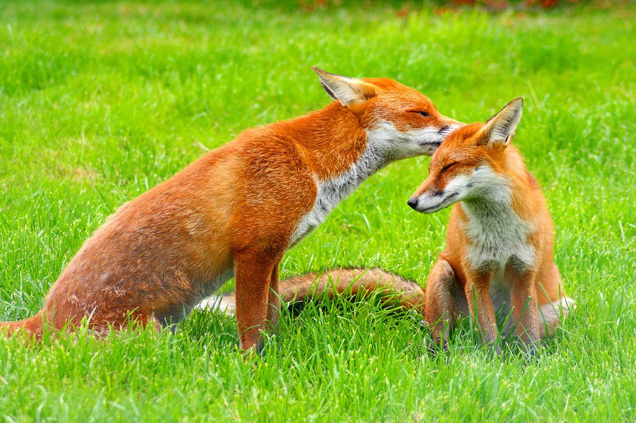 Red Fox (Vulpes vulpes) at the British Wildlife Centre, Surrey, England. Photo Sunday August 17th 2008.